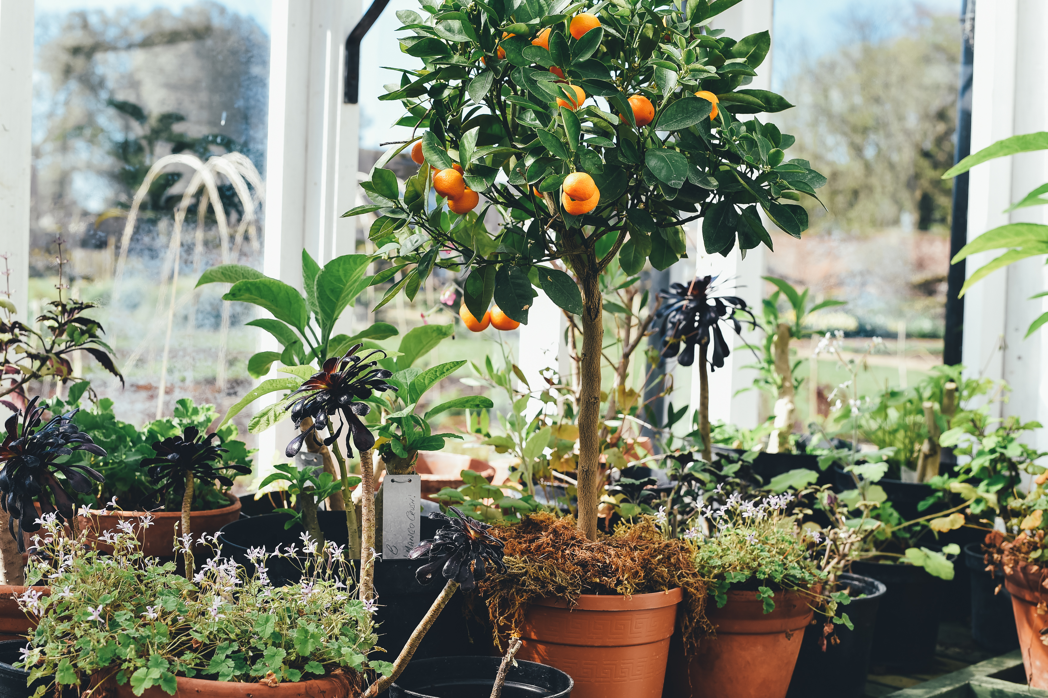 Simple Tips For Planting Your First Vegetable Garden