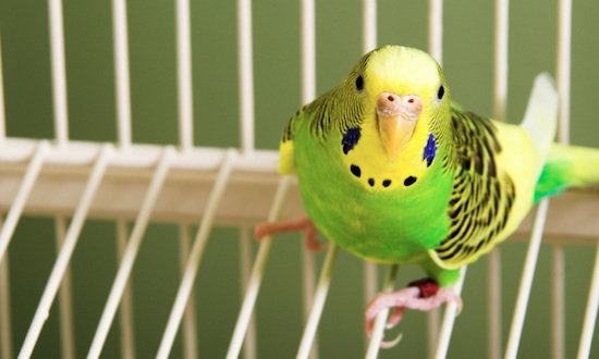 The Parakeet: Delightful Additions to the Family
