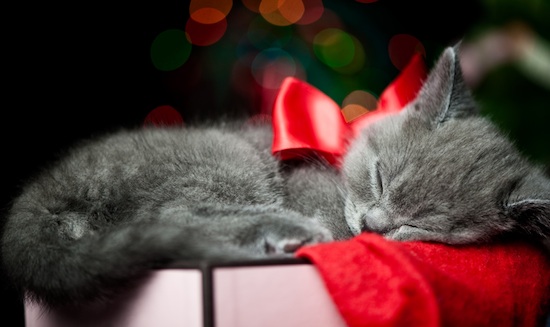 Fostering Change When it Comes to Pets for the Holidays