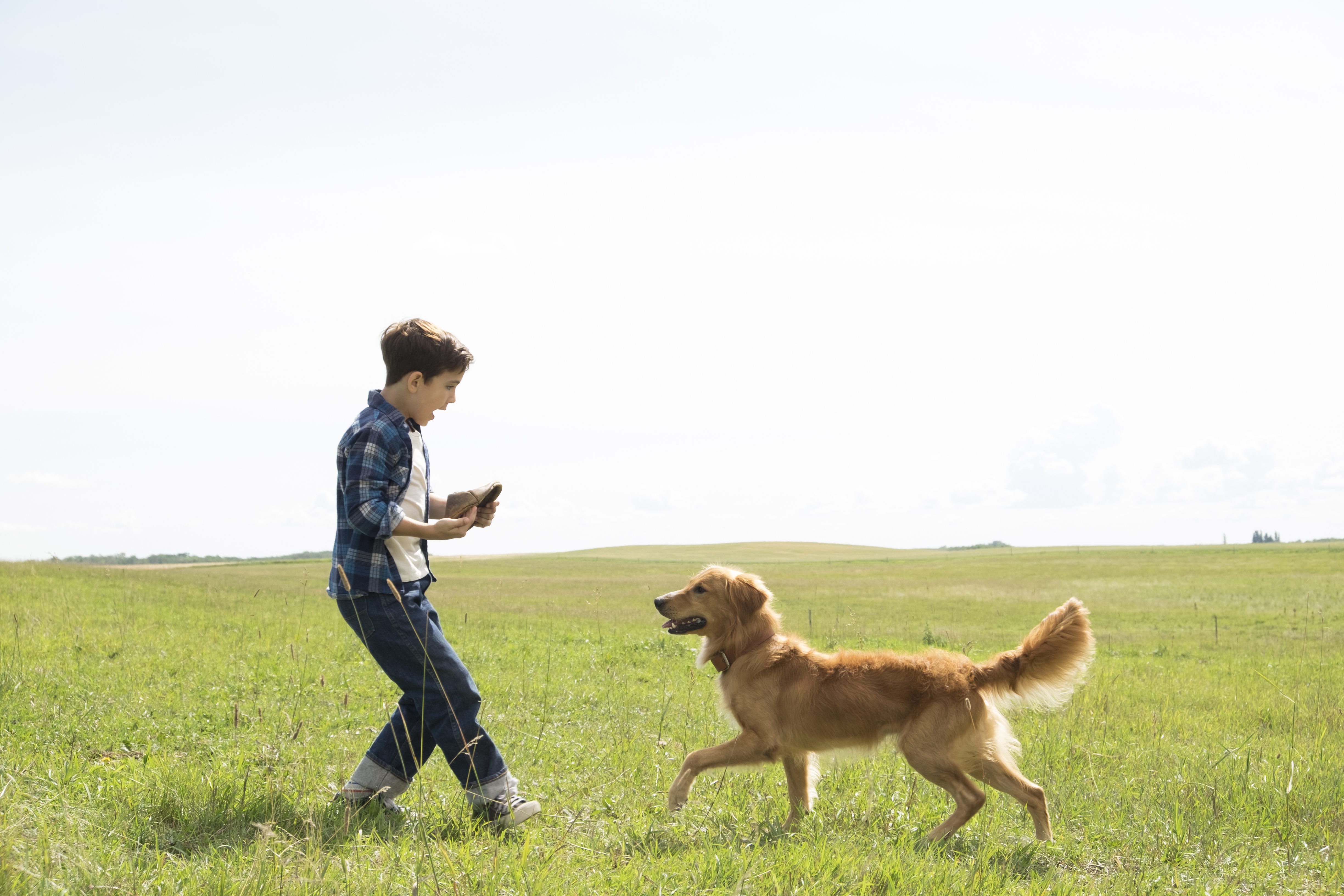 a dogs purpose movie times a dogs purpose movie times