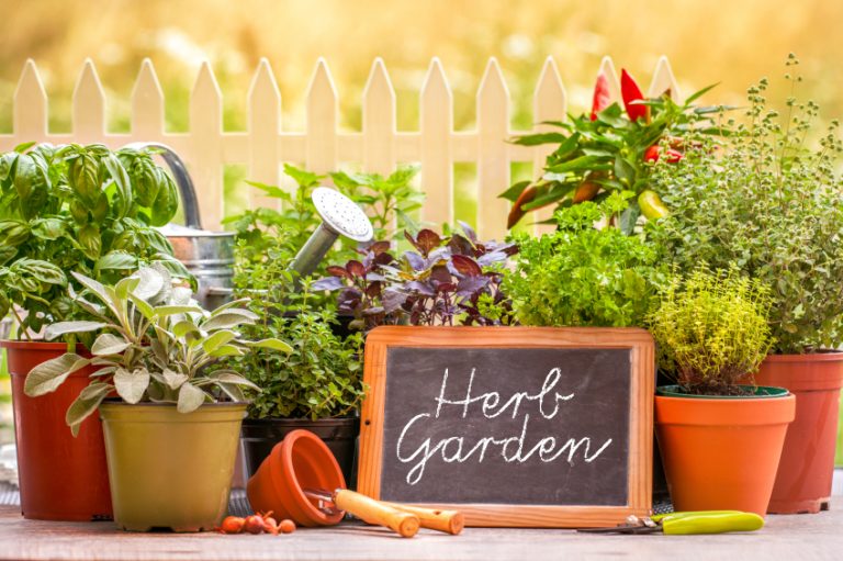 Must Have Herbs For Your Herb Garden