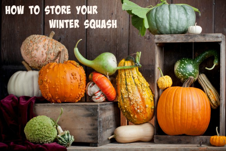 How to Make your Winter Squashes Last Longer