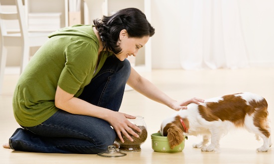 A Raw Diet For Pets: What Are The Benefits?
