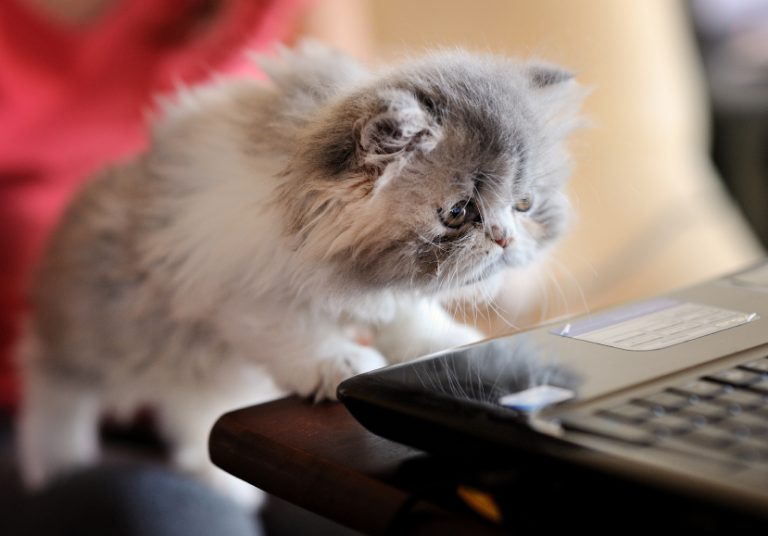Sarcasm 101: Cat Videos That Hit a New Level