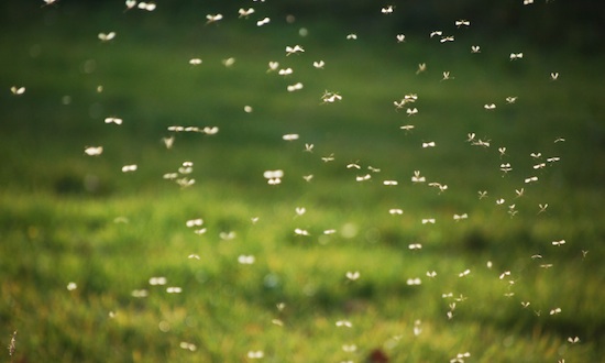 Battle the Bugs: Keep Mosquitoes Away