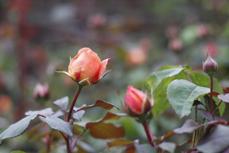 How to Overwinter Your Rosebushes
